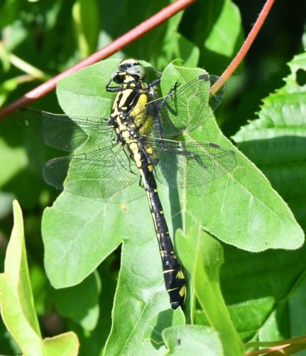 Gomphus vulgatissimus